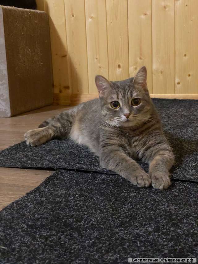 Очаровательная кошка Хлоя в добрые руки