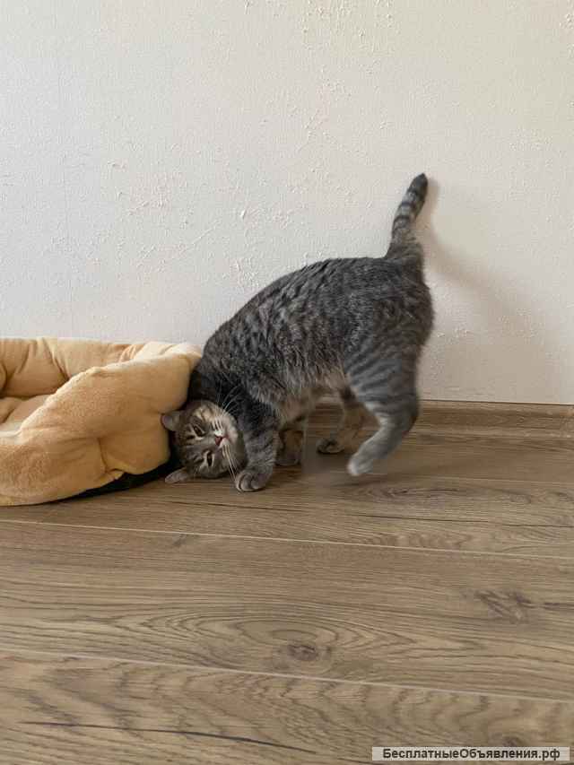 Очаровательная кошка Хлоя в добрые руки