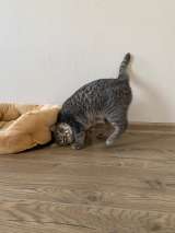 Очаровательная кошка Хлоя в добрые руки