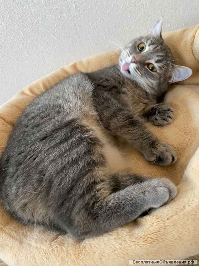 Очаровательная кошка Хлоя в добрые руки