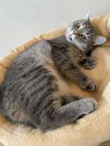 Очаровательная кошка Хлоя в добрые руки