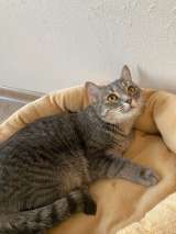 Очаровательная кошка Хлоя в добрые руки