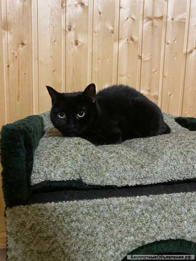 Изысканная красавица кошка Шери в добрые руки