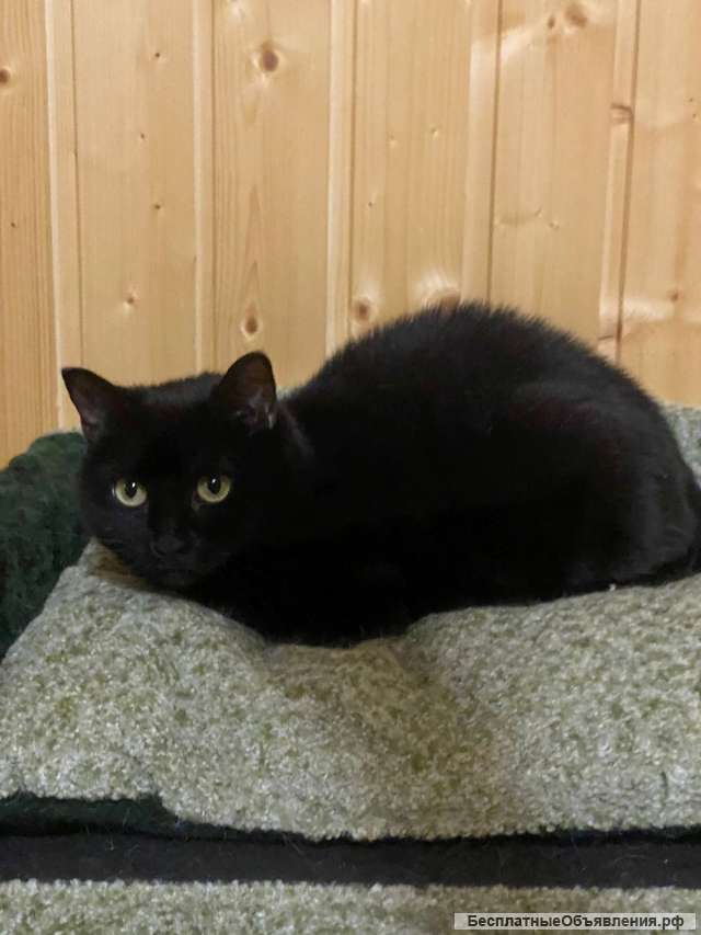 Изысканная красавица кошка Шери в добрые руки