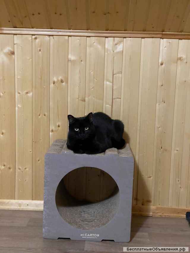 Изысканная красавица кошка Шери в добрые руки