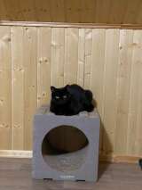 Изысканная красавица кошка Шери в добрые руки