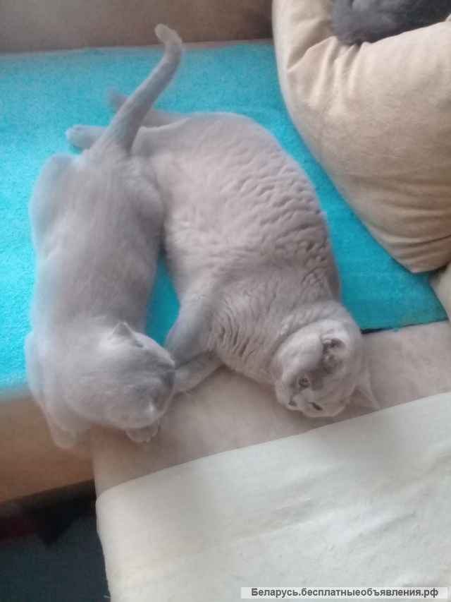 Шотландский вислоухий котёнок