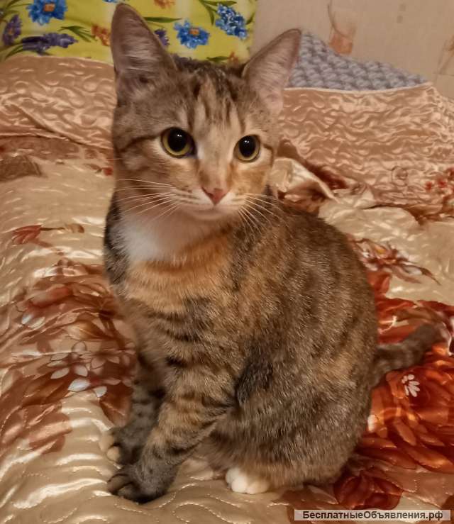 Забавная ласковая Алиса в заботливые руки