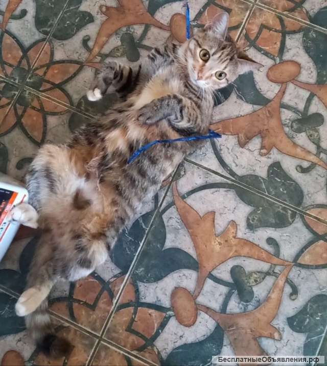 Забавная ласковая Алиса в заботливые руки