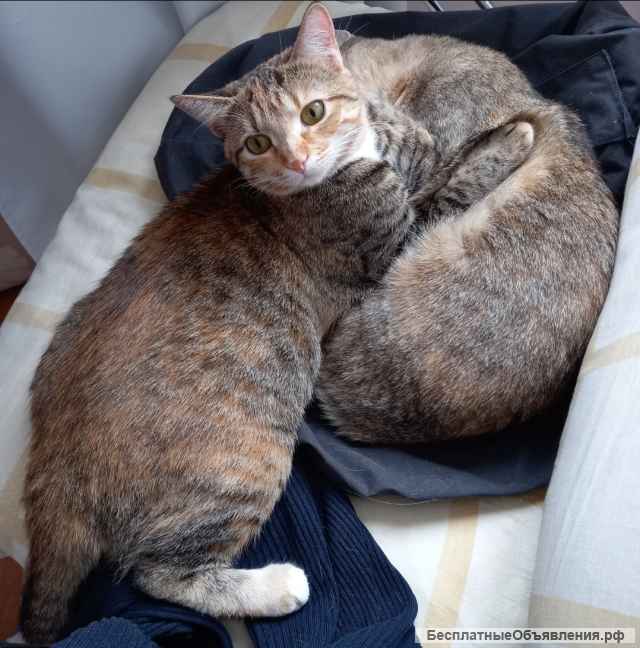 Забавная ласковая Алиса в заботливые руки