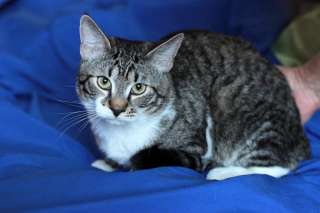 Шикарный кот Василий ищет дом