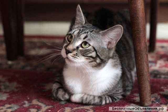 Шикарный кот Василий ищет дом