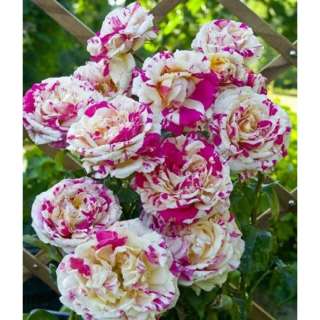 Саженцы роз с доставкой из питомника по Москве и Подмосковье