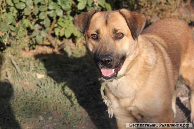 Замечательный пес Босс ищет самые лучшие ручки