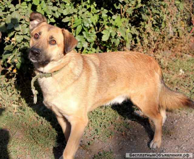 Замечательный пес Босс ищет самые лучшие ручки