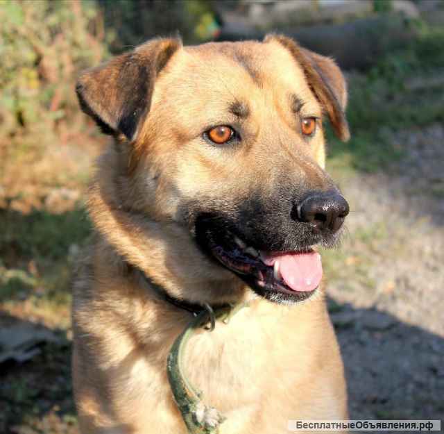 Замечательный пес Босс ищет самые лучшие ручки