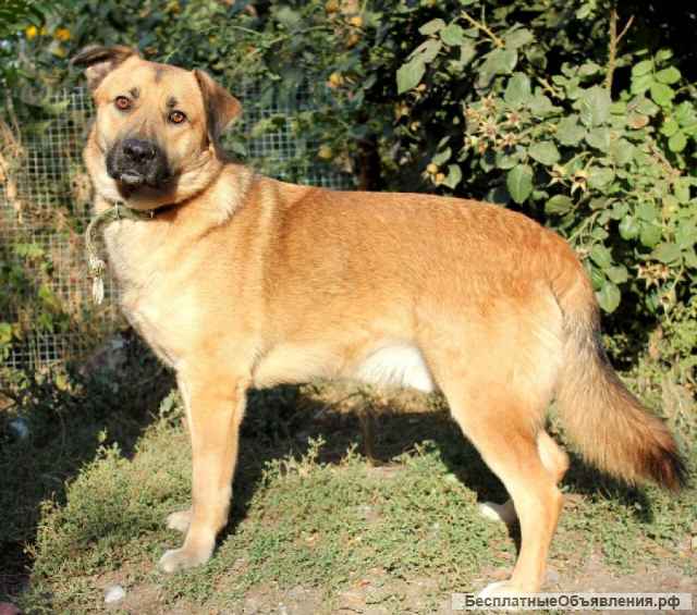 Замечательный пес Босс ищет самые лучшие ручки