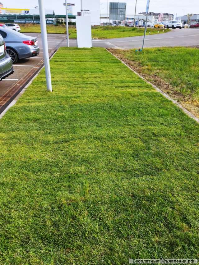 Ростовские рулонные газоны укладка газона