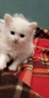 Отдаю в добрые заботливые руки