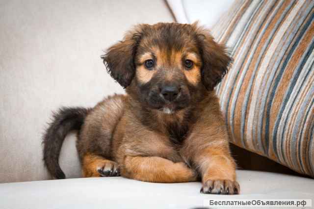 Щенок метис овчарки