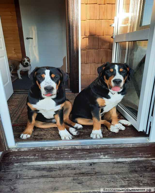 Щенки Большого Швейцарского Зенненхунда