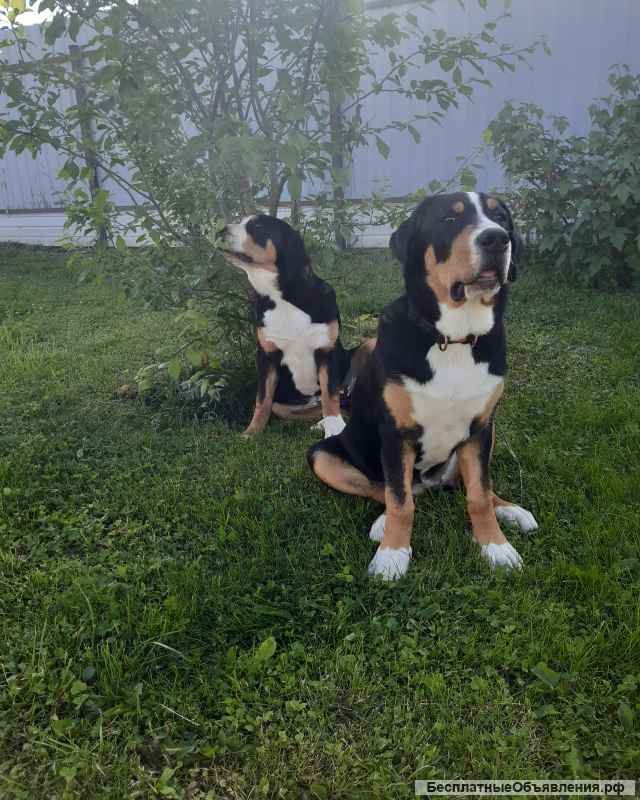 Щенки Большого Швейцарского Зенненхунда