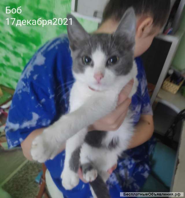 Котята 4 мес