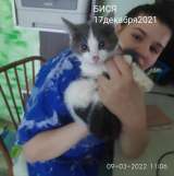 Котята 4 мес