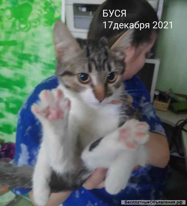 Котята 4 мес