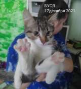 Котята 4 мес