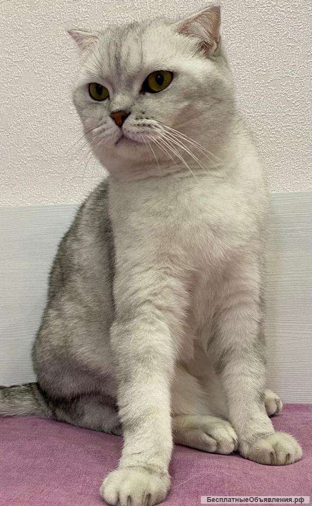 Очаровательный кот ищет хозяина