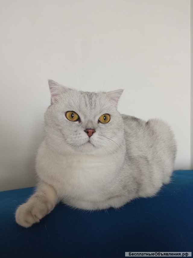 Очаровательный кот ищет хозяина