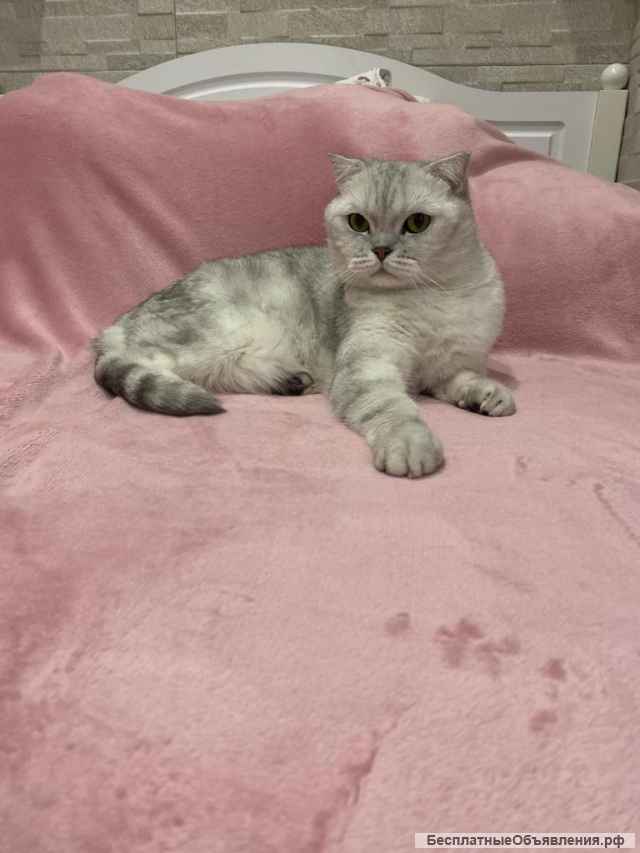 Очаровательный кот ищет хозяина