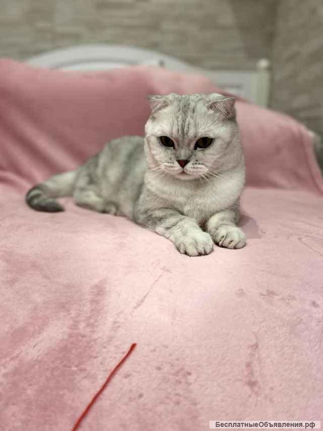 Очаровательный кот ищет хозяина