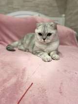 Очаровательный кот ищет хозяина