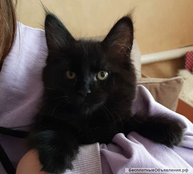 Котят
