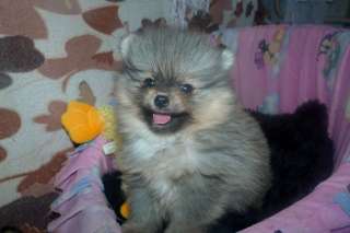 Щенки девочка и мальчик рыжего окраса