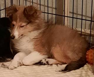 Щенок шелти соболиного окраса и триколор