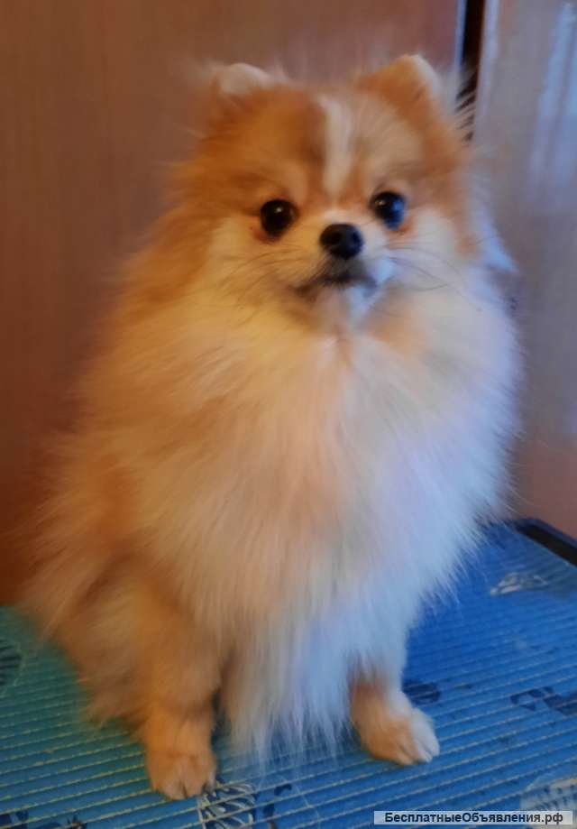 Подрощенный щенок померанского шпица- девочка