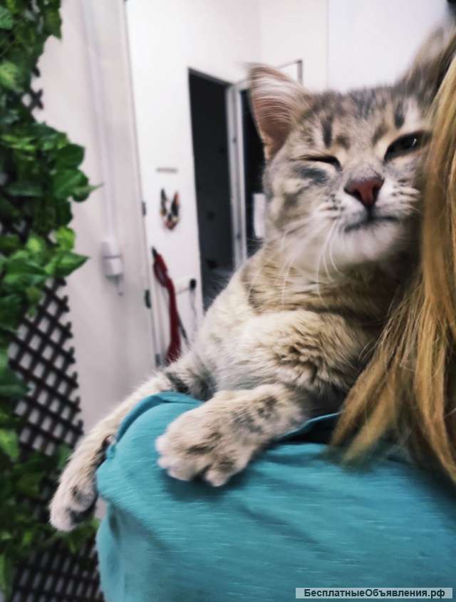 Кошечка Мисти сидит в приюте