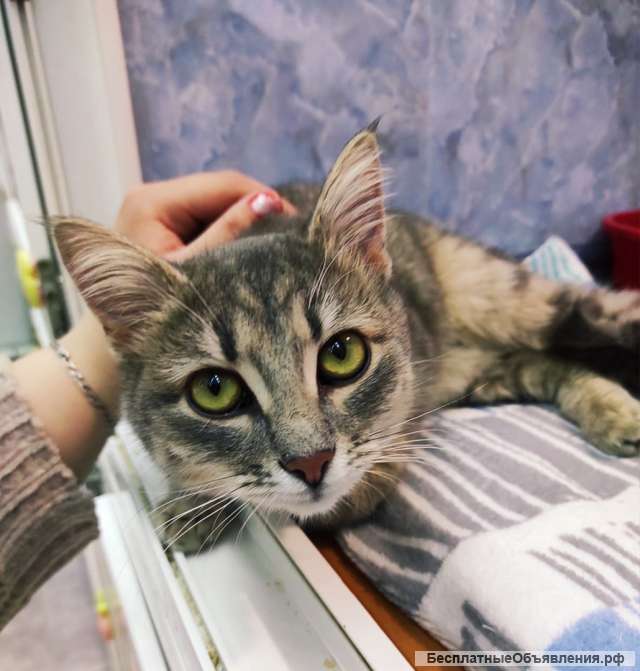 Кошечка Мисти сидит в приюте