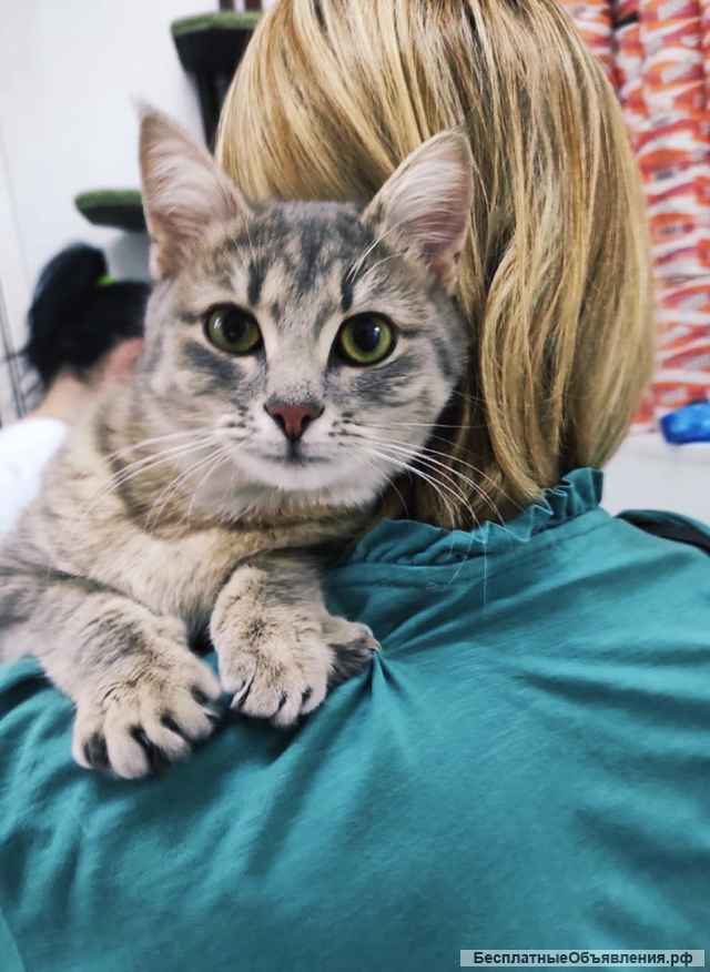 Кошечка Мисти сидит в приюте