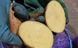 Картофель продовольственный и семенной оптом от 20 тонн