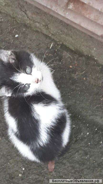 Кошечка ищет дом