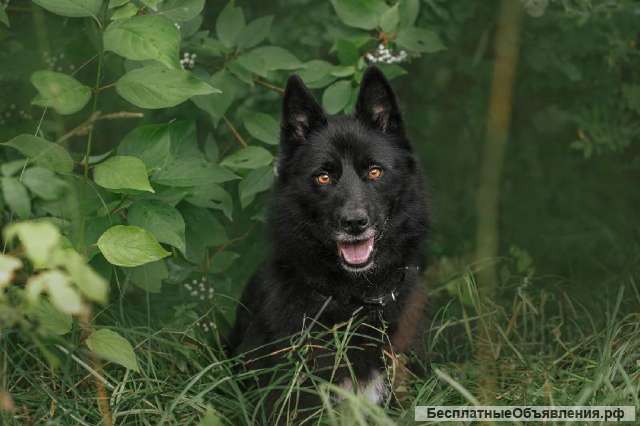 Собака в самые любящие и ответственные ручки