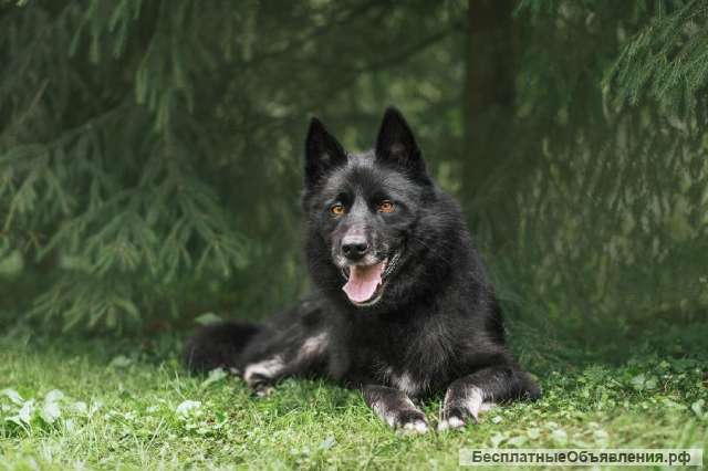 Собака в самые любящие и ответственные ручки