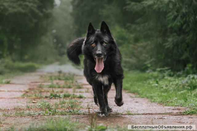 Собака в самые любящие и ответственные ручки