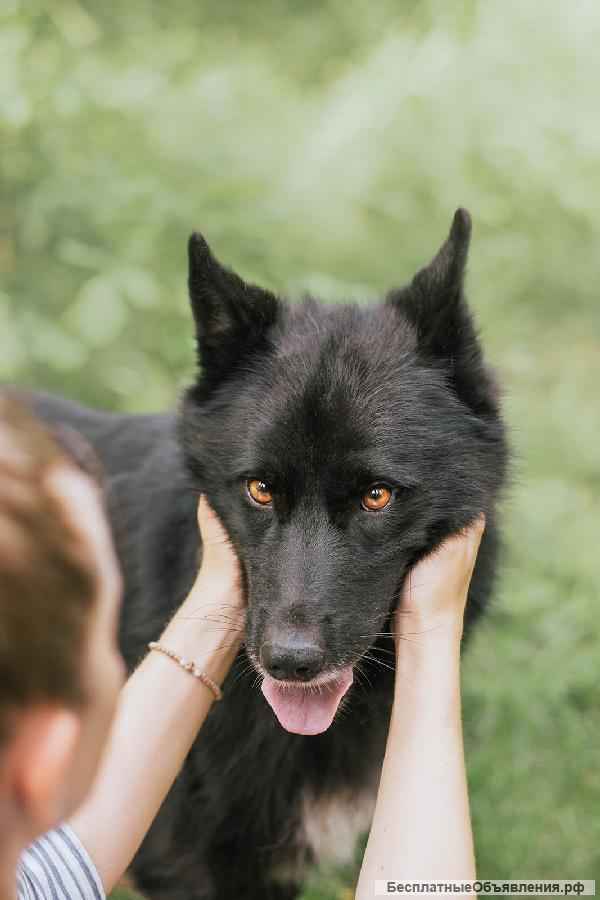 Собака в самые любящие и ответственные ручки