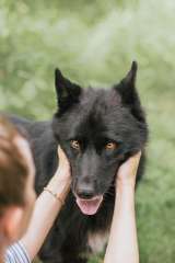 Собака в самые любящие и ответственные ручки