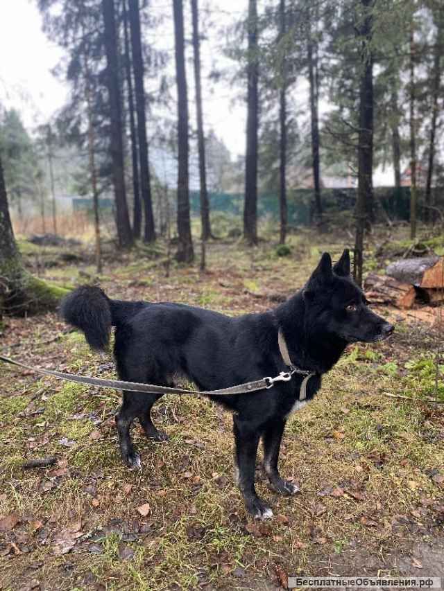 Собака в самые любящие и ответственные ручки